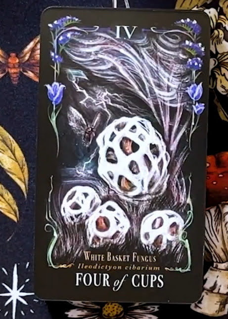 Midnight Magic: A Tarot Deck of Mushrooms